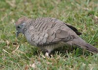 Zebra Dove - Geopelia striata