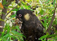 Yellow-tailed Black-Cockatoo - Calyptorhynchus funereus