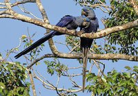 Hyacinth Macaw - Anodorhynchus hyacinthinus