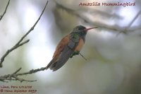 Amazilia Hummingbird - Amazilia amazilia