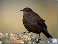 Blackish Cinclodes - Cinclodes antarcticus