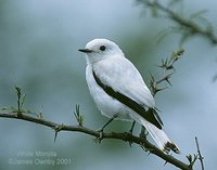 White Monjita - Xolmis irupero