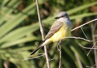 Western Kingbird - Tyrannus verticalis