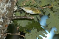 Wood Warbler - Phylloscopus sibilatrix
