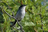 Black-tailed Gnatcatcher - Polioptila melanura