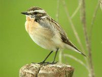 Whinchat - Saxicola rubetra