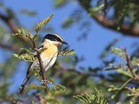Pririt Batis - Batis pririt