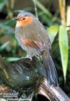 Red-faced Liocichla - Liocichla phoenicea