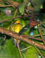 Flame-templed Babbler - Stachyris speciosa