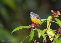 Orange-bellied Flowerpecker - Dicaeum trigonostigma