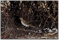 Spotted Bowerbird - Chlamydera maculata