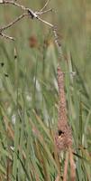 Holub's Golden-Weaver - Ploceus xanthops