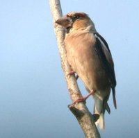 Hawfinch - Coccothraustes coccothraustes