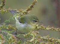 Tennessee Warbler - Vermivora peregrina