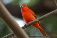 Hepatic Tanager - Piranga flava