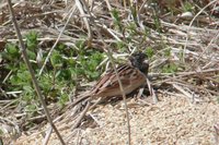 Ochre-rumped Bunting - Emberiza yessoensis