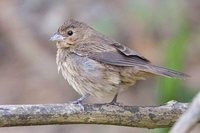 Blue-black Grassquit - Volatinia jacarina