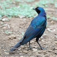 Lamprotornis australis UK: Burchell's Glossy-Starling