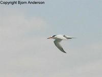 Chinese Crested Tern