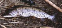 Amur Pike, Esox reichertii