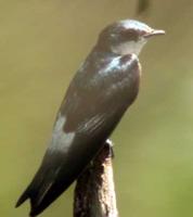 Mangrove Swallow