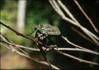 Flap-necked chameleon, Chamaeleo dilepsis