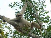 'Redondo' - Adult male Brachyteles hypoxanthus (Northern Muriqui)