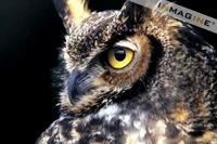 Great Horned Owl (Bubo virginanus) photo