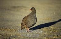 Red billed spurfowl , Pternistes adspersus , Hwange National Park , Zimbabwe stock photo