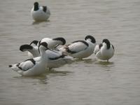 Pied Avocet