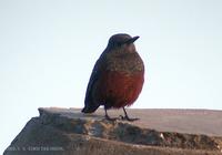 Blue Rock Thrush Monticola solitarius 바다직박구리