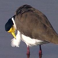 Masked Lapwing