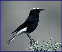 White-crowned Black Wheatear - Oenanthe leucopuga