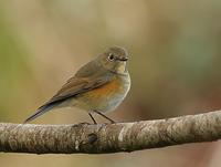 Robin à flancs roux H1 (Tarsiger cyanurus)