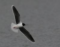 Little Gull (Larus minutus)