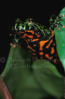 : Bombina orientalis; Oriental Fire-bellied Toad