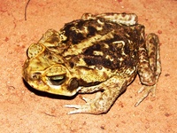 : Bufo ictericus; Yellow Cururu Toad