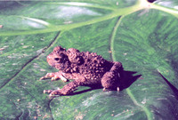 : Bufo tuberosus