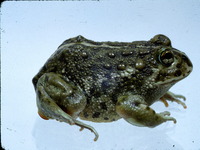 : Odontophrynus occidentalis
