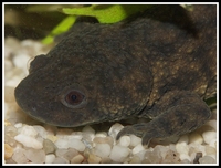 : Pleurodeles waltl; Spanish Newt