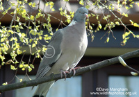 : Columba palumbus; Woodpigeon