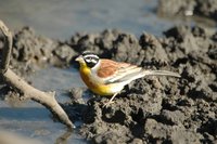 : Emberiza flaviventris; Golden-breasted Bunting