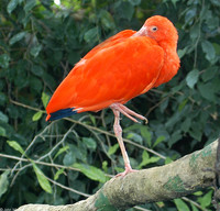 : Eudocimus ruber; Scarlet Ibis