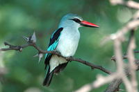 : Halcyon senegalensis; Woodland Kingfisher