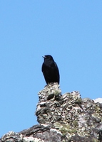: Knipolegus cyanirostris; Maria-preta-de-bico-azulado
