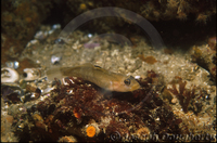 : Rhinogobiops nicholsii; Blackeye Goby