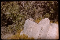 : Ammospermophilus sp.; Antelope Ground Squirrel