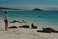 : Zalophus californianus wollebaeki; Galapagos Sea Lion