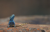 : Agama atra; Southern Rock Agama