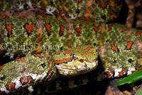 : Bothriechis schlegelii; Eyelash Viper